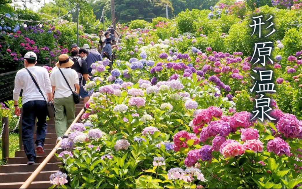 [图]在行原温泉看日本绣球花(紫阳花)的最佳时间