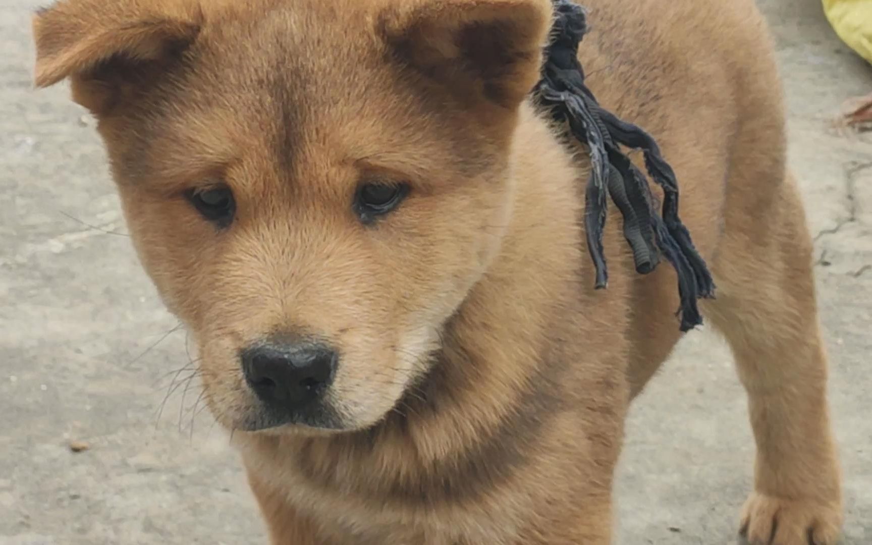 小狗长着一张囧字脸,6个人抢着买它,最后来了一位美女加入抢夺_哔哩