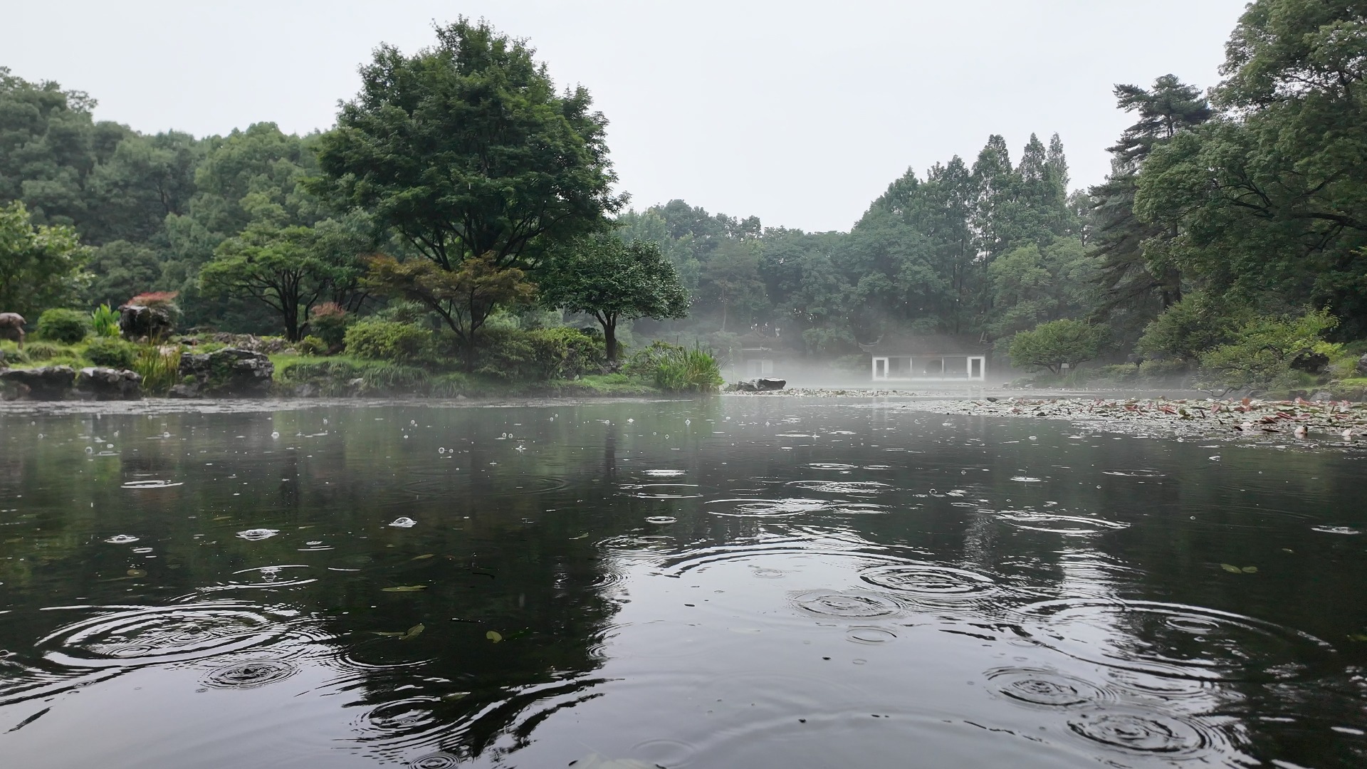 梅雨季尾声的西湖植物园,墙上流水的日子应该快结束了吧哔哩哔哩bilibili