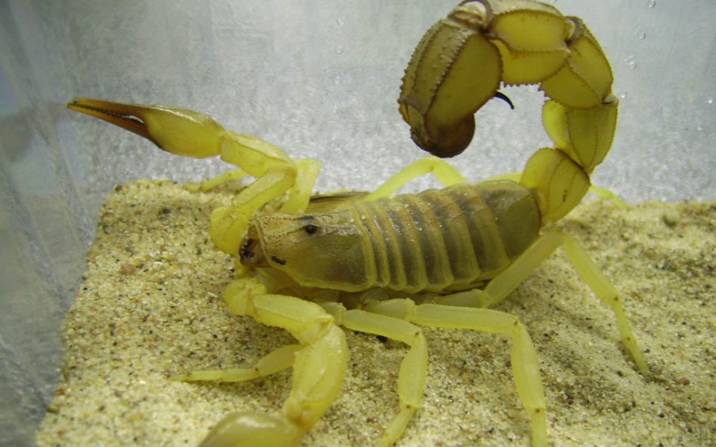 来自大帝补发的蝎子(一次比较怂的黄肥尾蝎开箱)