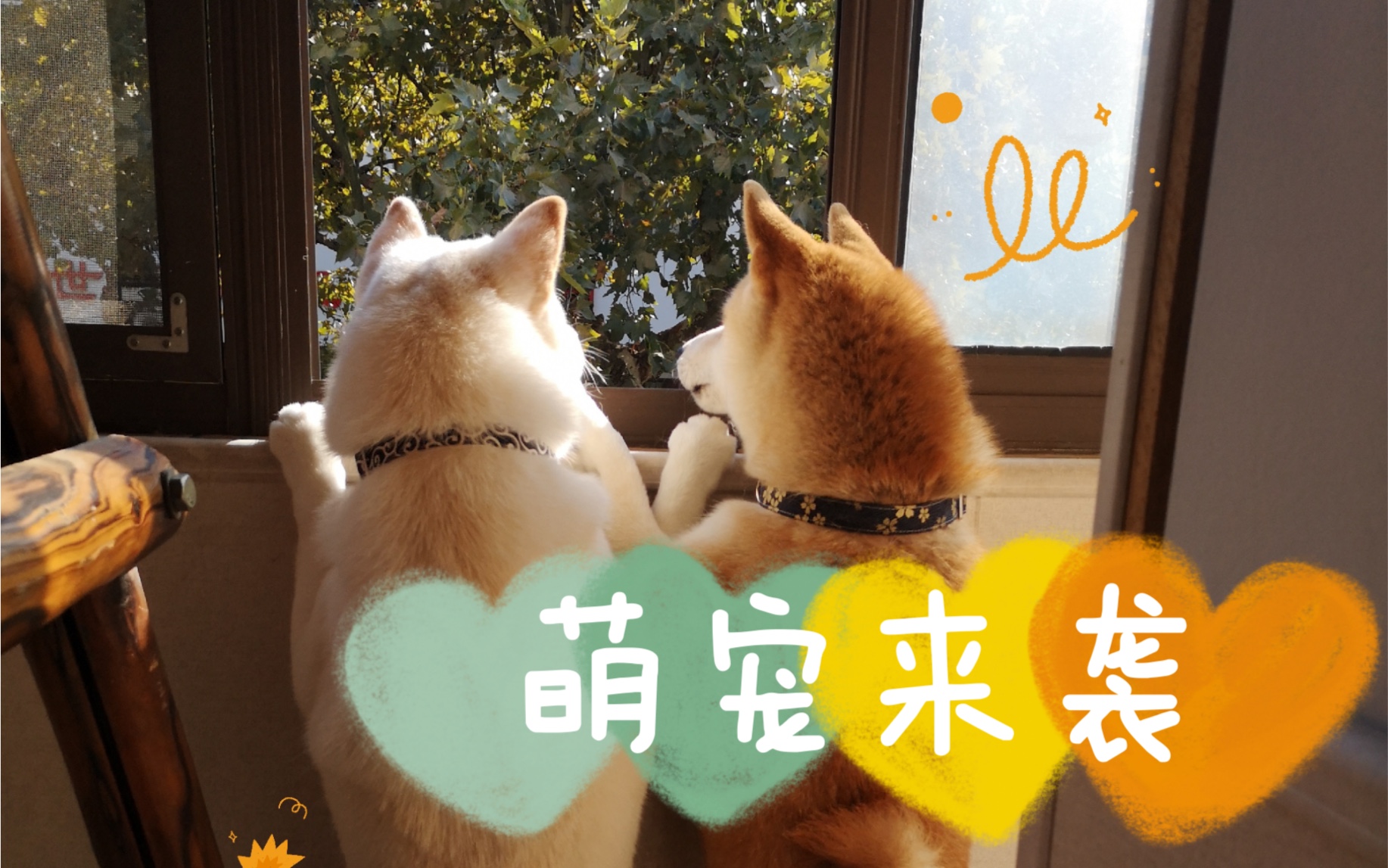 一大波萌宠来袭!