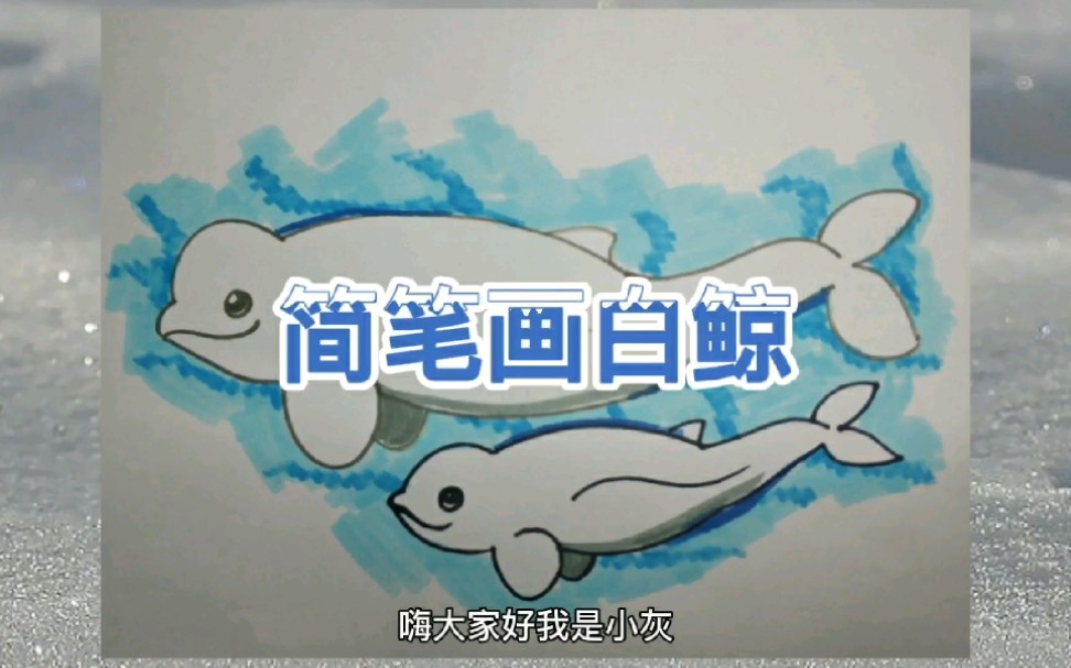 【简笔画教程】详细讲解简笔画白鲸简单好学,美丽的水中金丝雀