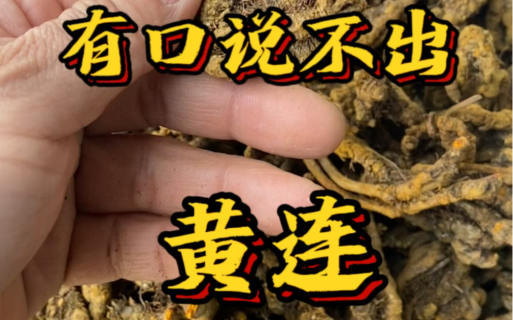 中药材#滋补养生 #黄连 哑巴吃黄连 有口说不出 黄连真苦 黄连市场