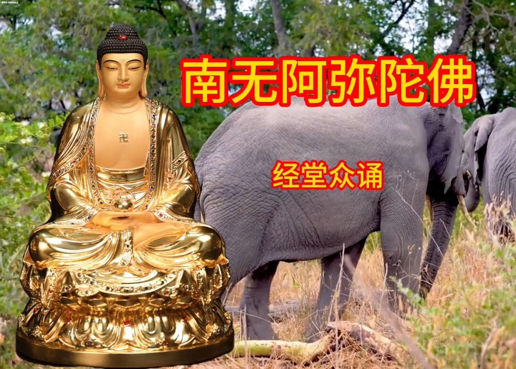 晨唸佛樂《南無阿彌陀佛》天降吉祥,消災解難,願家人