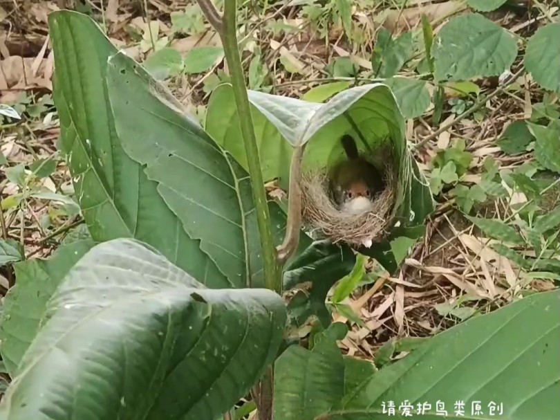 建筑大师,一片叶子撑起一个家庭哔哩哔哩bilibili