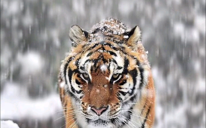 动物世界万兽之王老虎