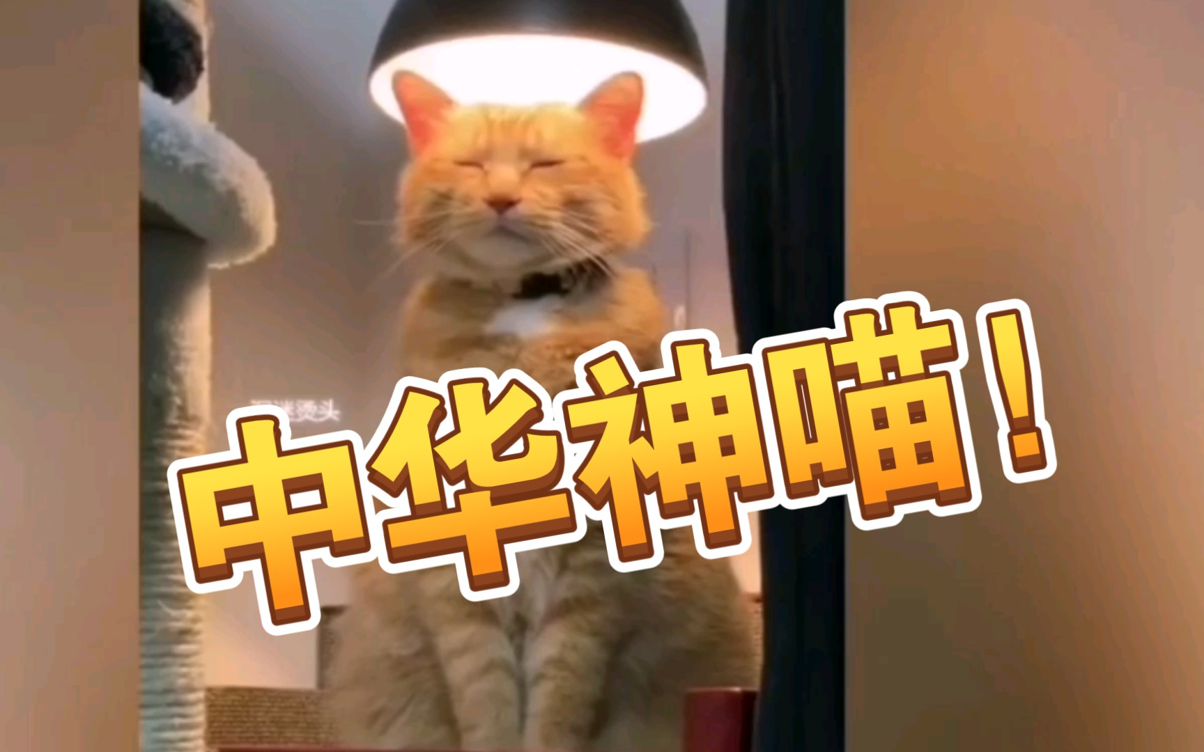 [图]《中华神猫(^･ｪ･^)》，爱猫人士必看，欢迎投稿 ！