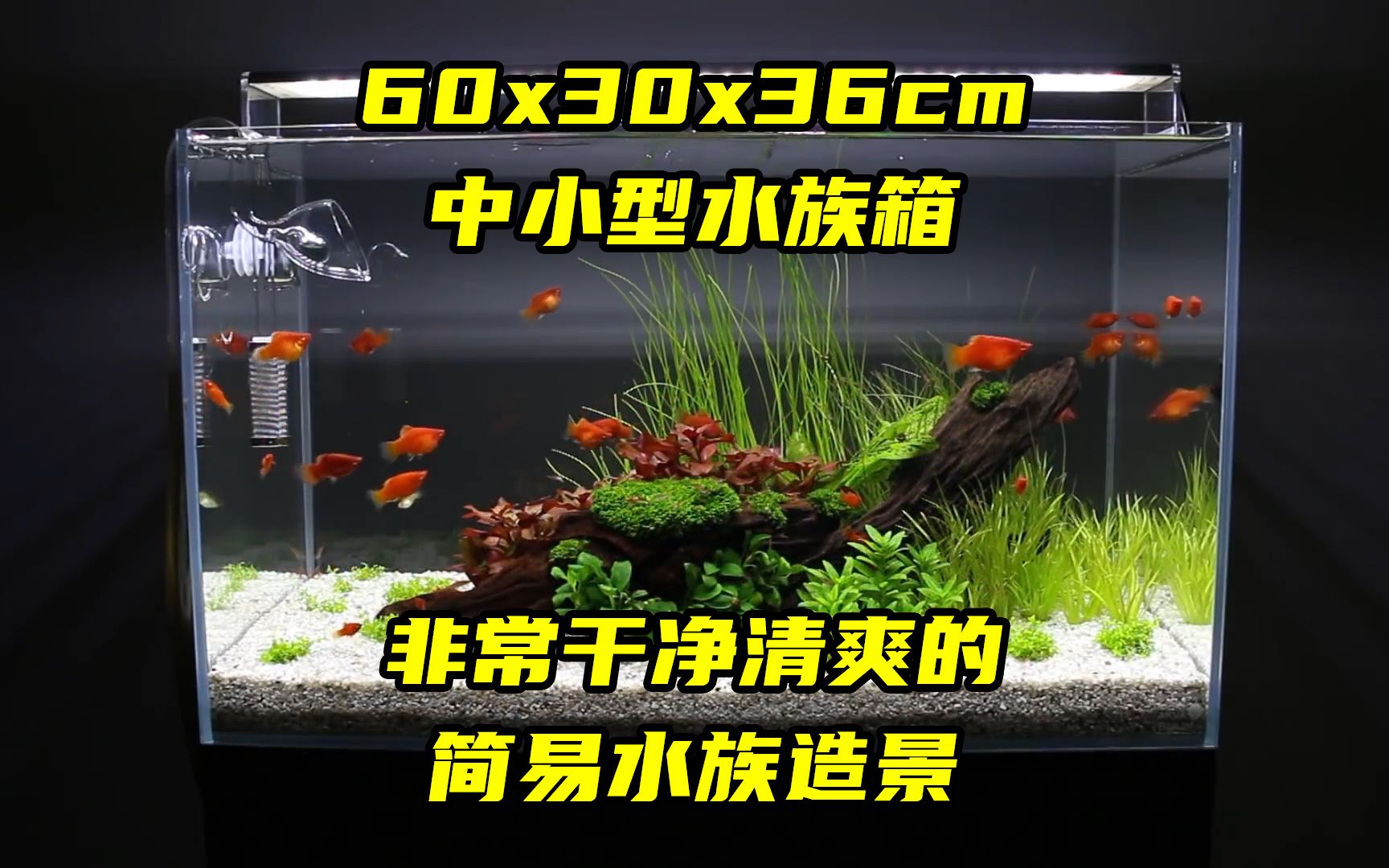 [图]一款非常清爽透亮的简易水族造景，60x30x36cm的中小型水族箱