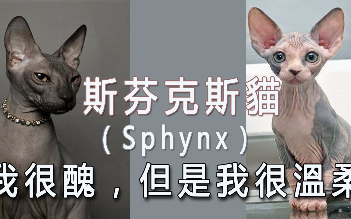 “我很丑,但是我很温柔”——斯芬克斯猫(Sphynx)哔哩哔哩bilibili