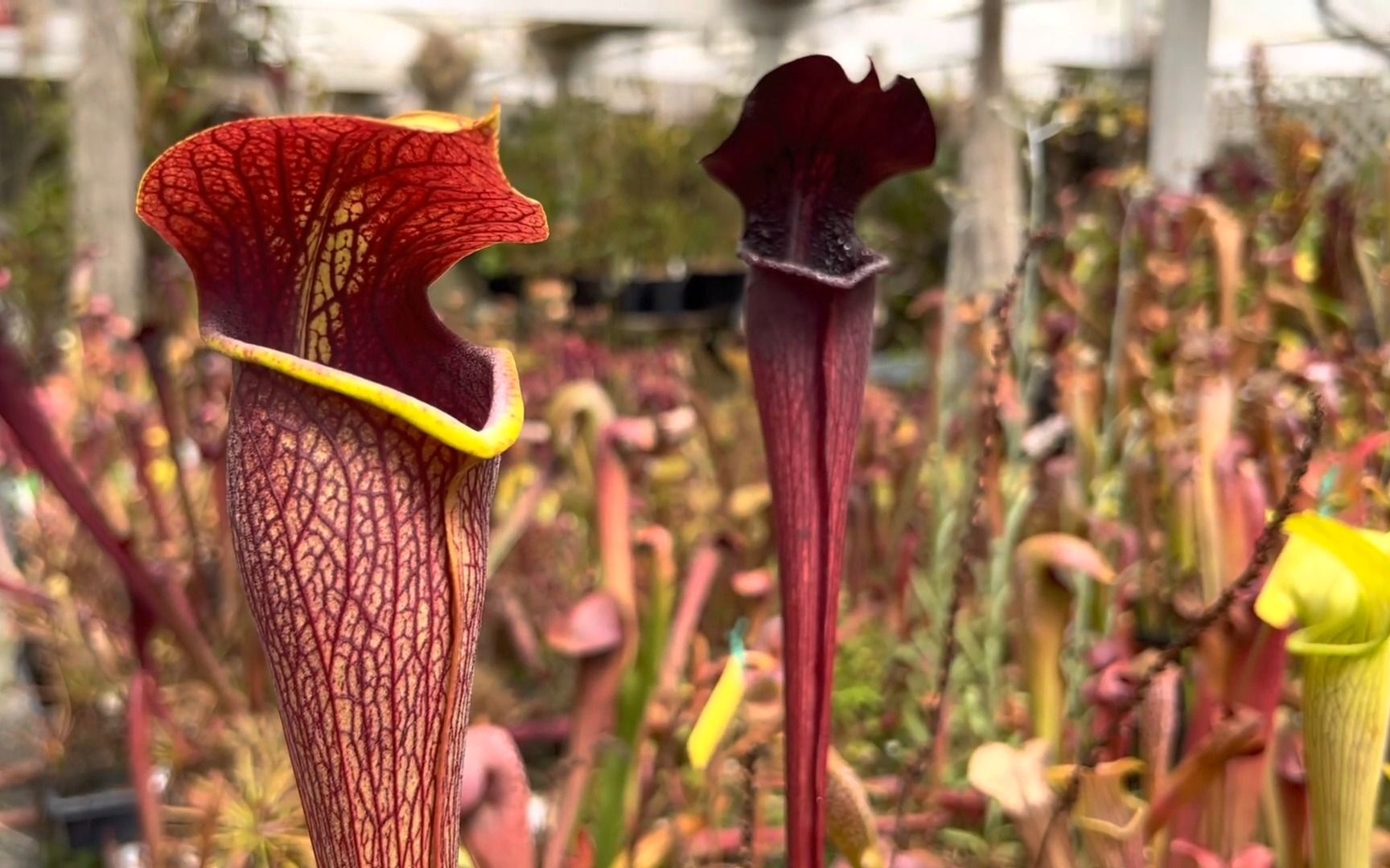 翼状瓶子草night- california carnivores