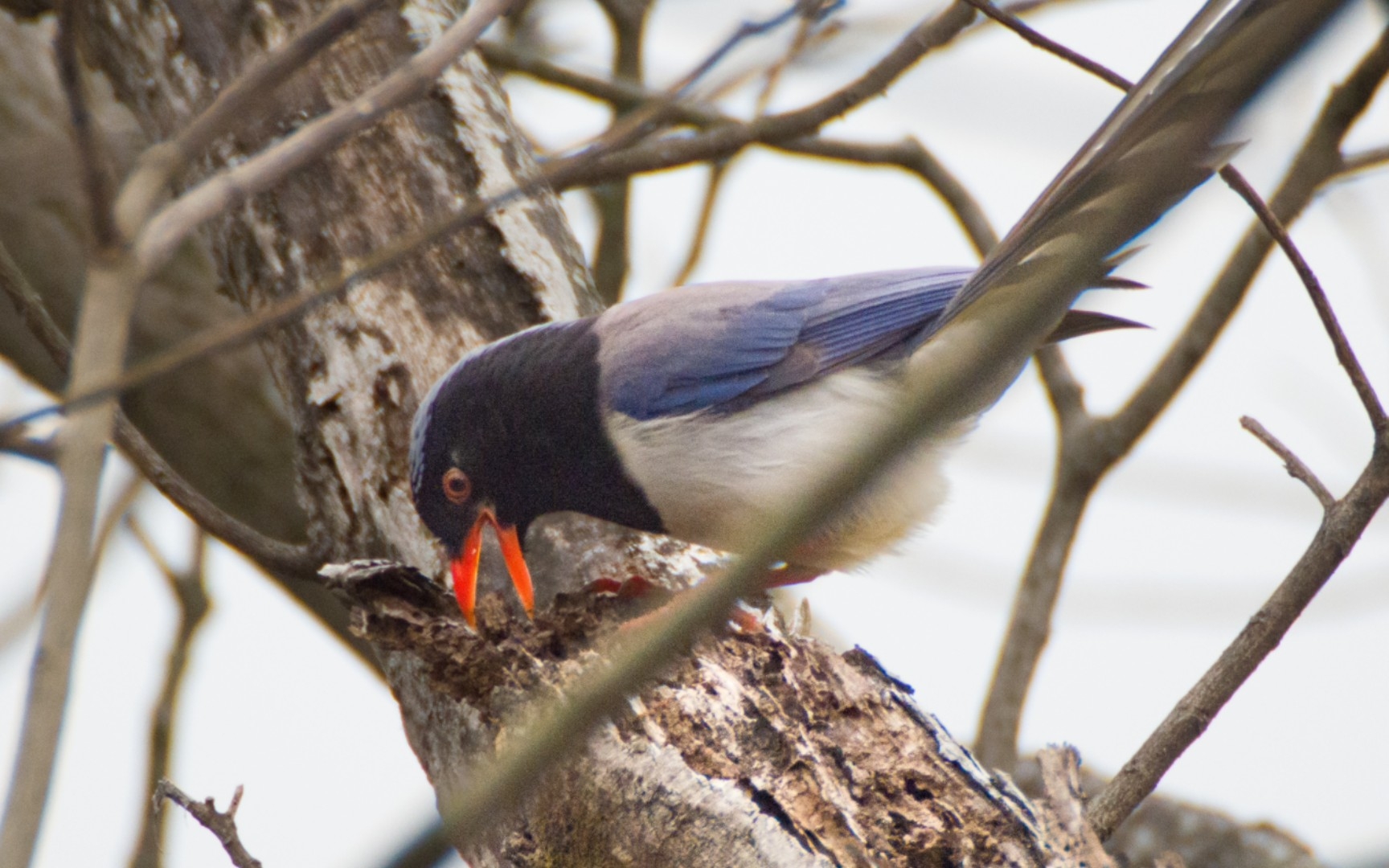 红嘴鸦鹊在烂木头上找虫子