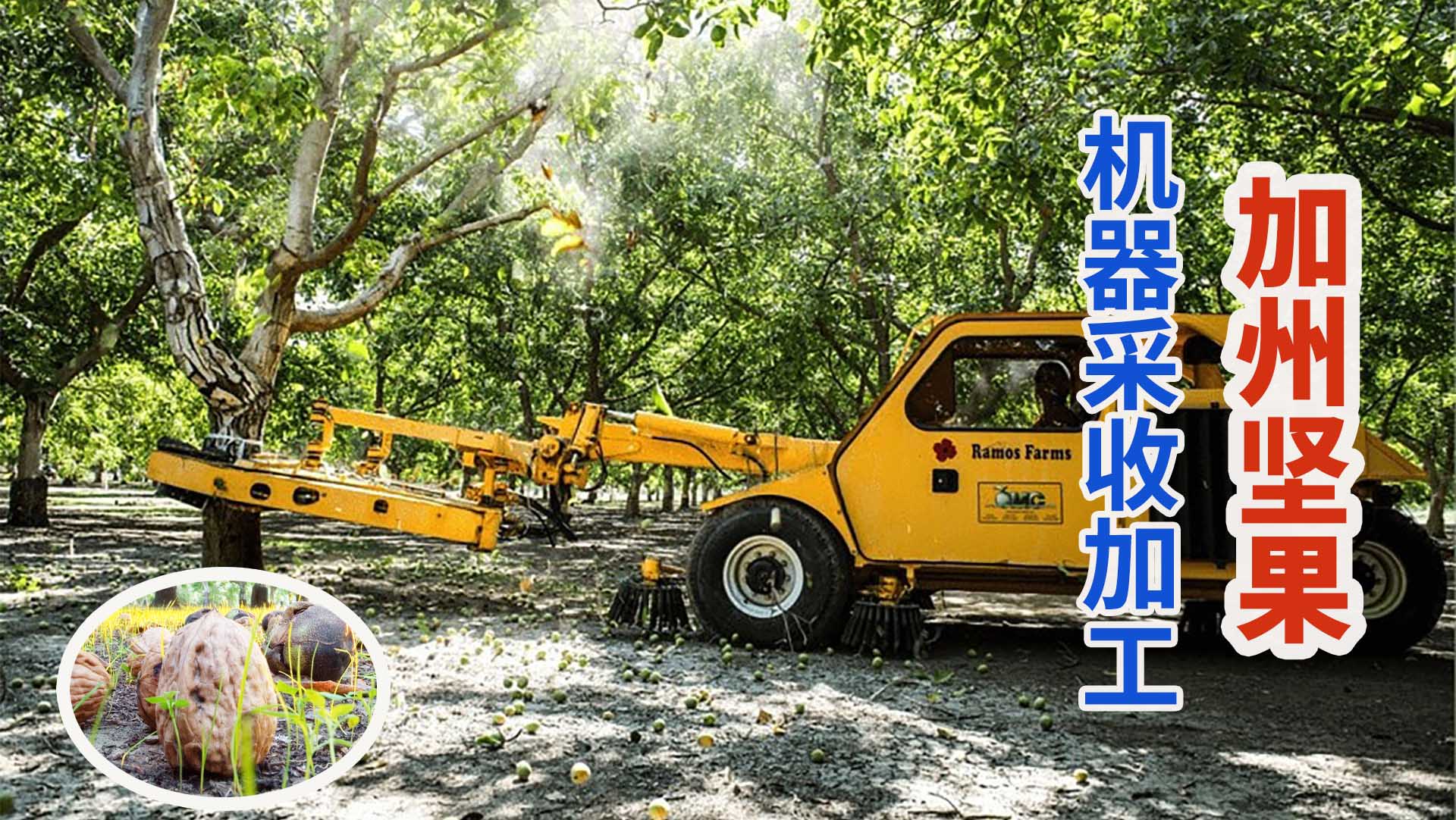 美国农民机械化采收加州核桃,晃树枝取坚果流水线压碎取仁!