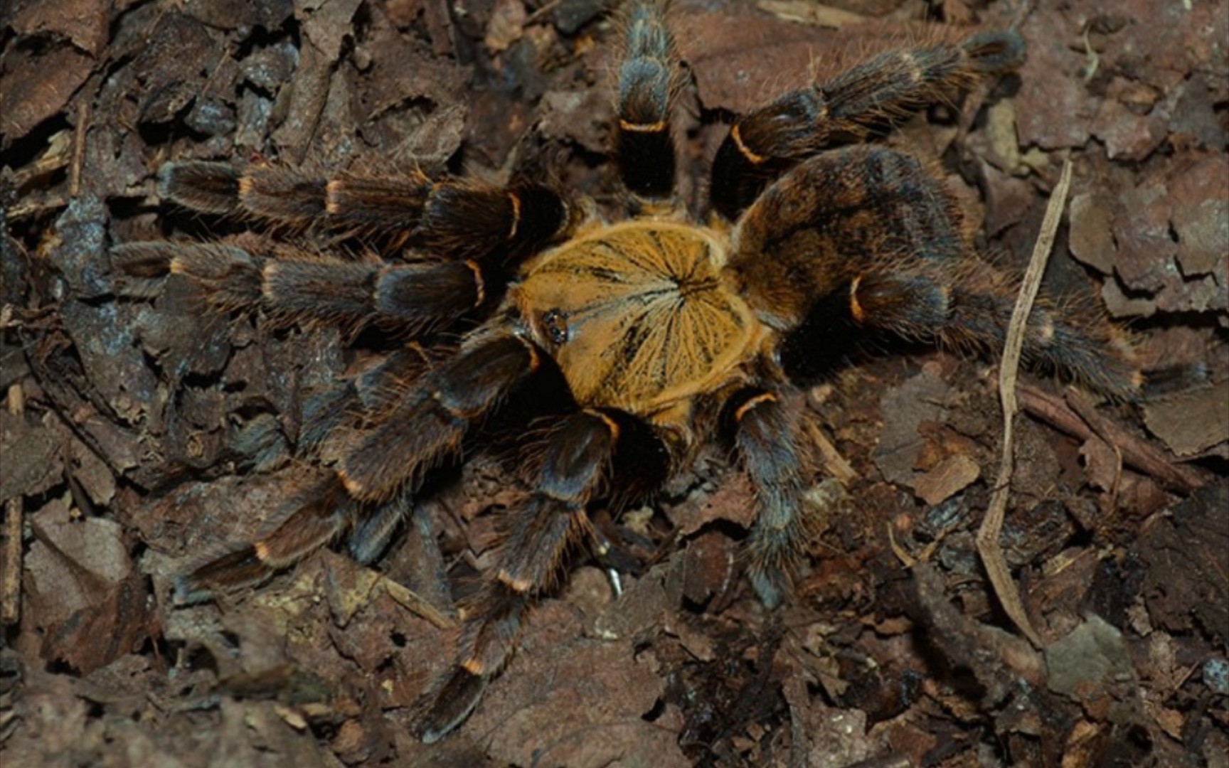 [节肢动物开箱]开箱胡志明地老虎