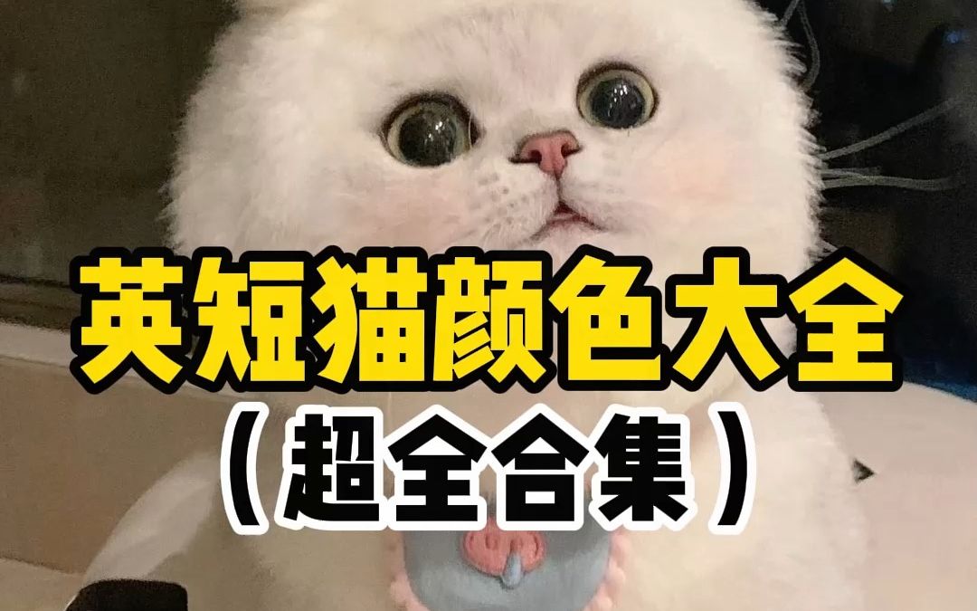 带你看看英短猫颜色大全(超全合集)!!!哔哩哔哩bilibili