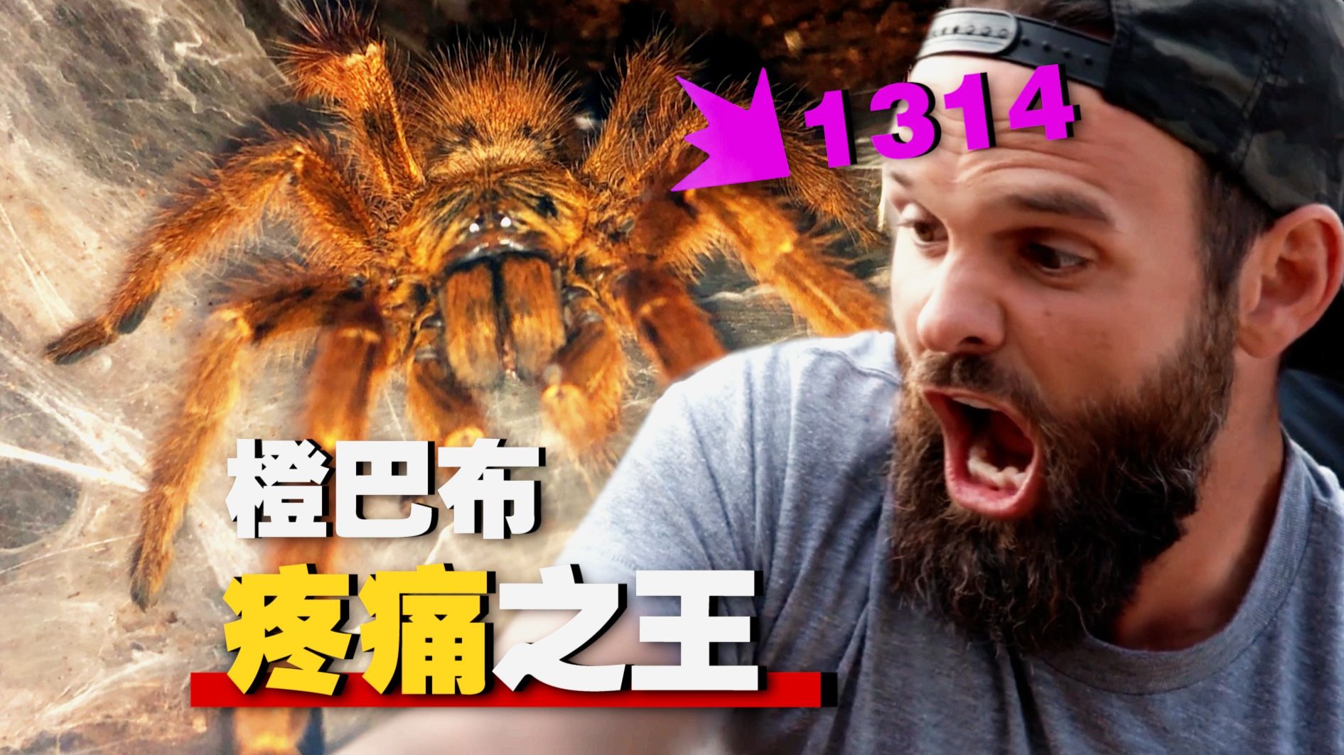 《疼痛之王》体内潜伏两年的神经毒素！“橙巴布—新手推荐入手品种”