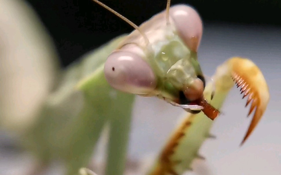 活动作品印尼双盾螳螂吃播
