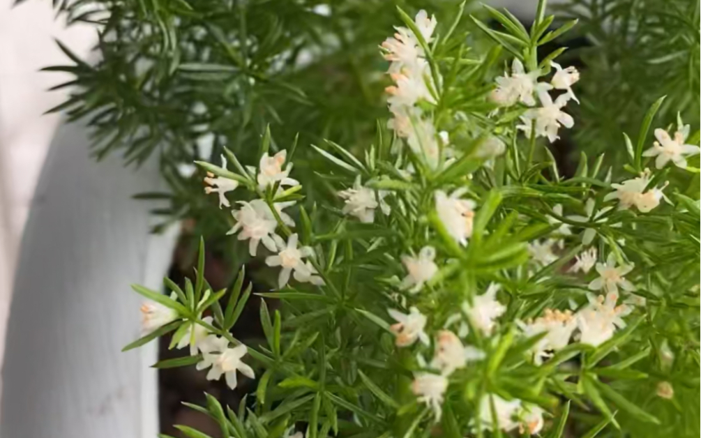 再拍一遍狐尾天门冬的小花花,白色的花瓣黄色的花蕊,好舍不得啊,过