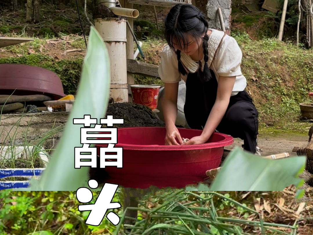 菜地里有土壤的气息藠头的香气,挖回来的藠头做几道爽口下饭菜,这就是家的味道哔哩哔哩bilibili