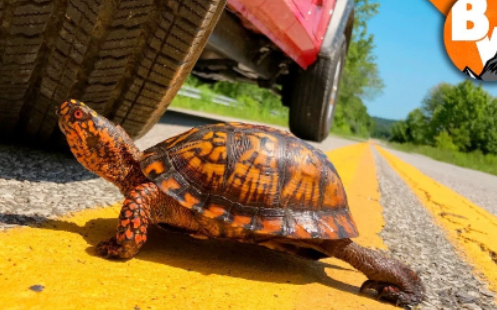 营救公路上的墨西哥箱龟_哔哩哔哩 (゜-゜)つロ 干杯~-bilibili