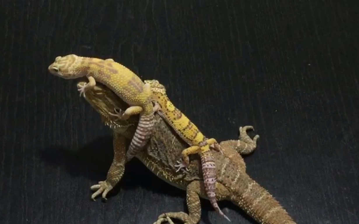 鬃狮蜥豹纹守宫把鬃狮和守宫放一起玩会怎样