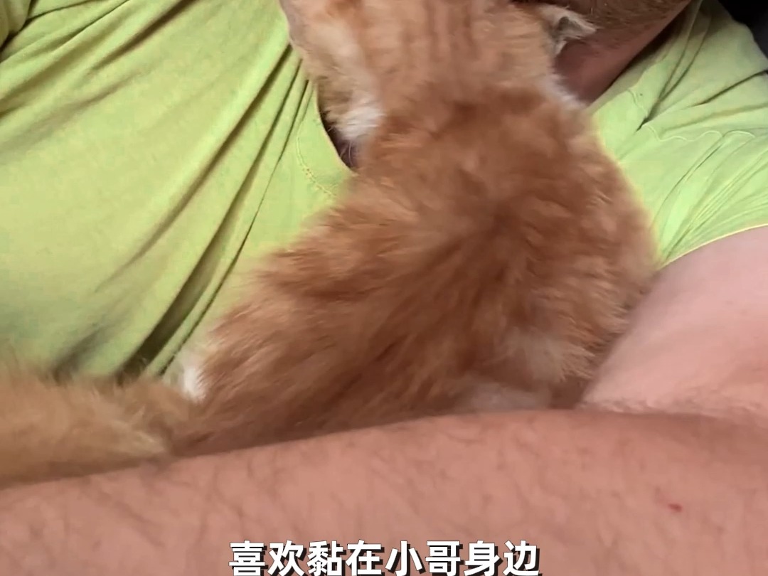 两只猫咪求收养哔哩哔哩bilibili