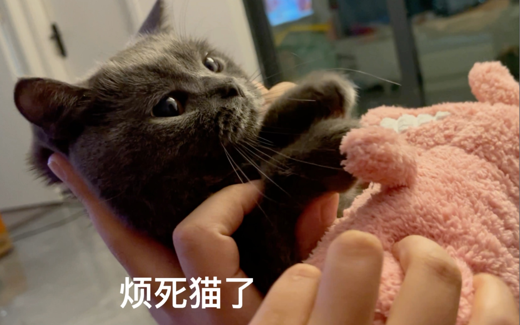 [图]【英短蓝猫】小猫咪我问你！月亮这么圆，为什么我明天还要上班啊？！！