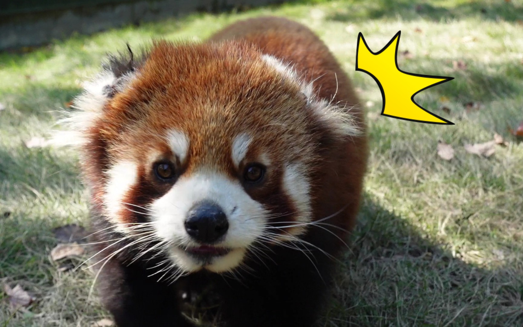 【小熊猫】缺耳宝宝出外场了!一起来遛弯儿吧