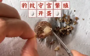 Descargar video: 豹纹守宫蛋🥚31℃孵化40天冒水珠了，开蛋