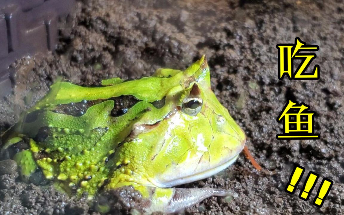 2020913角蛙喂食日常绿霸王角蛙钟角蛙捕食小鱼锦鲤