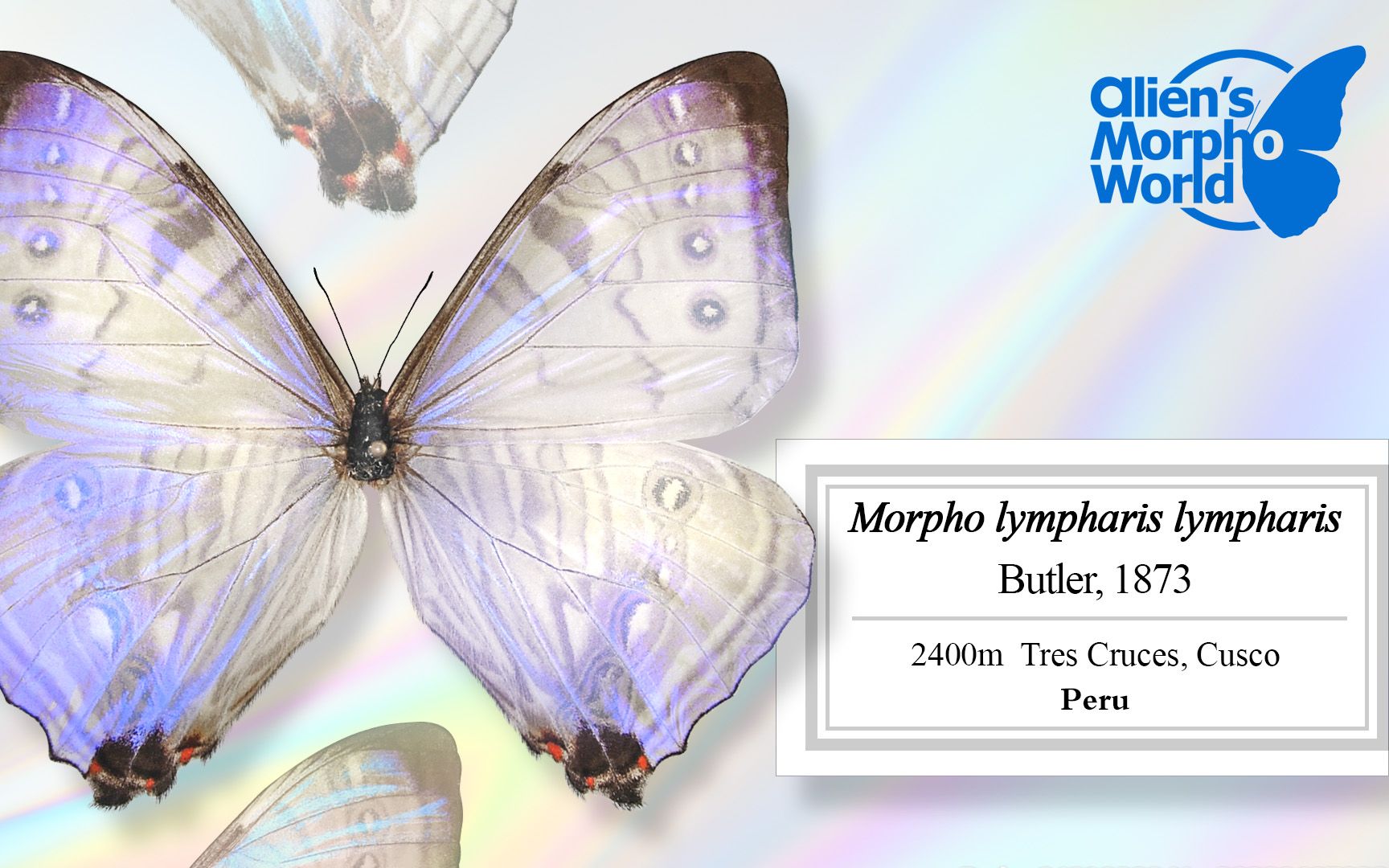 [图]【Morpho lympharis 水闪蝶】| 夕照珠玉耀五色，霞映霓虹分七彩