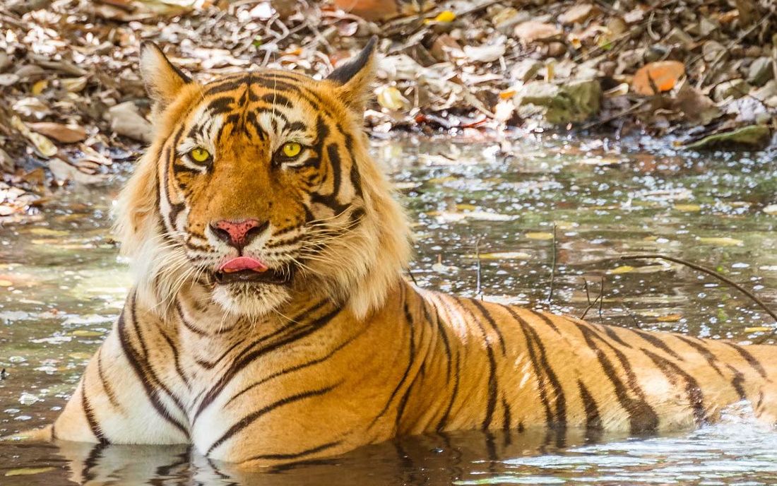 浼︽粫娉㈠皵鏇剧粡鐨勬牳蹇冨湴涓昏檸鐜婽24涔屾柉濉斿痉楗按鐨勯