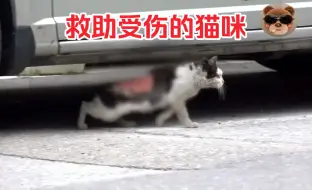 下载视频: 受伤的猫咪辛亏有另一只流浪猫帮助，才不至于被饿死！