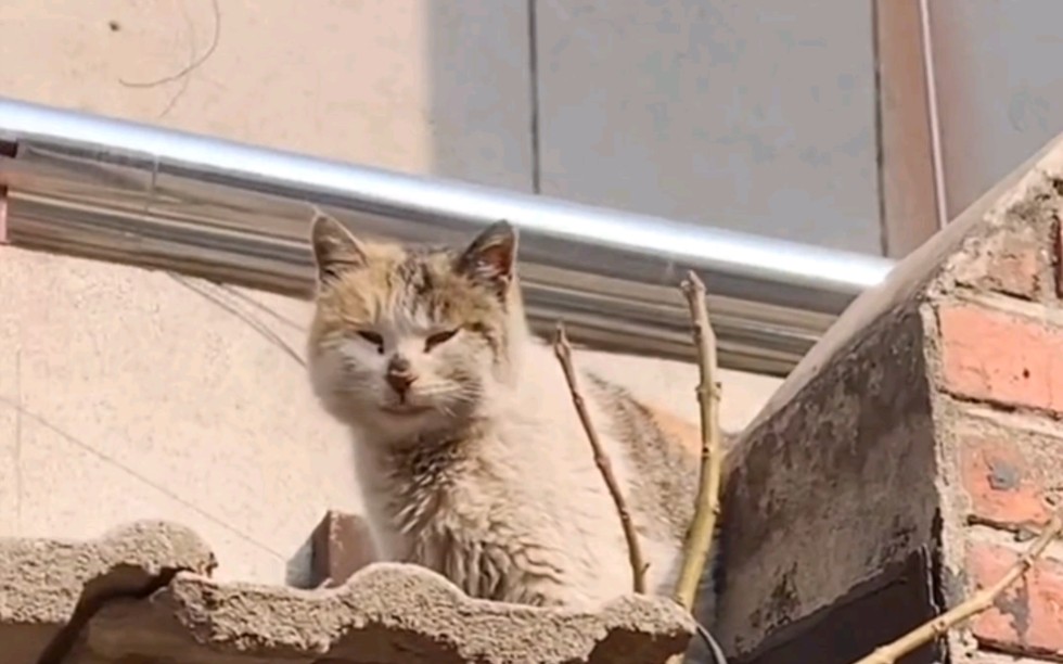 [图]这才是真正的猫生百态！