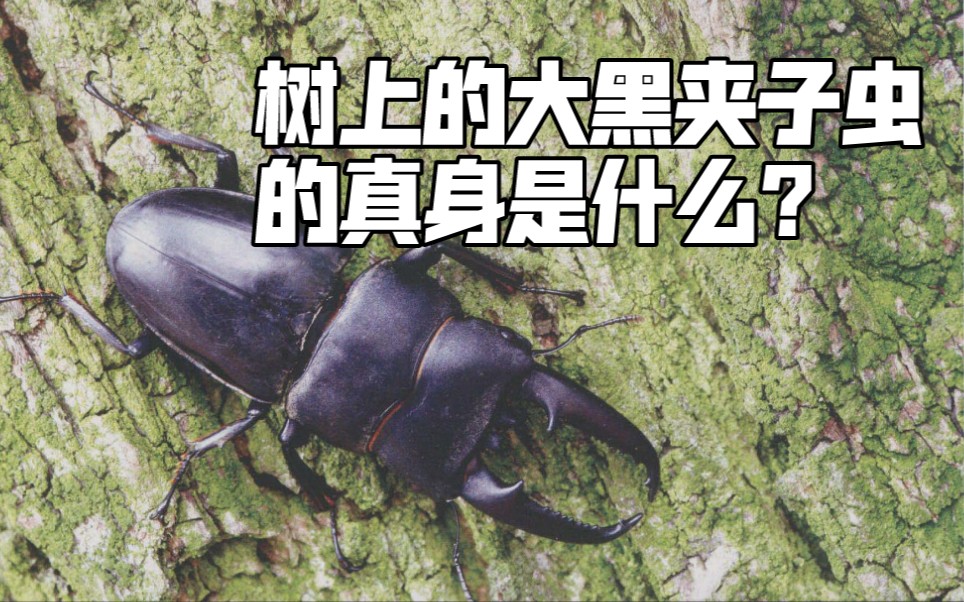 树上的大黑夹子虫的真身是什么国产扁锹特辑上