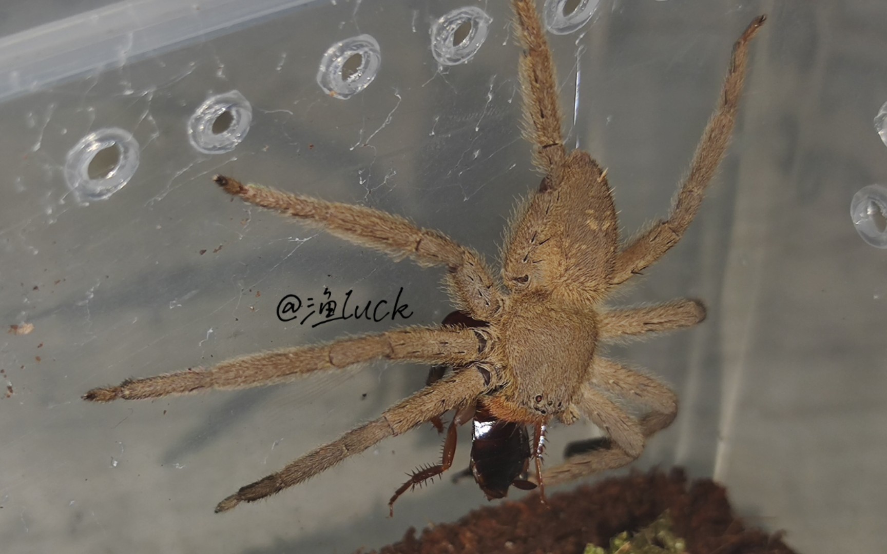 屏东猎人蛛捕食视频