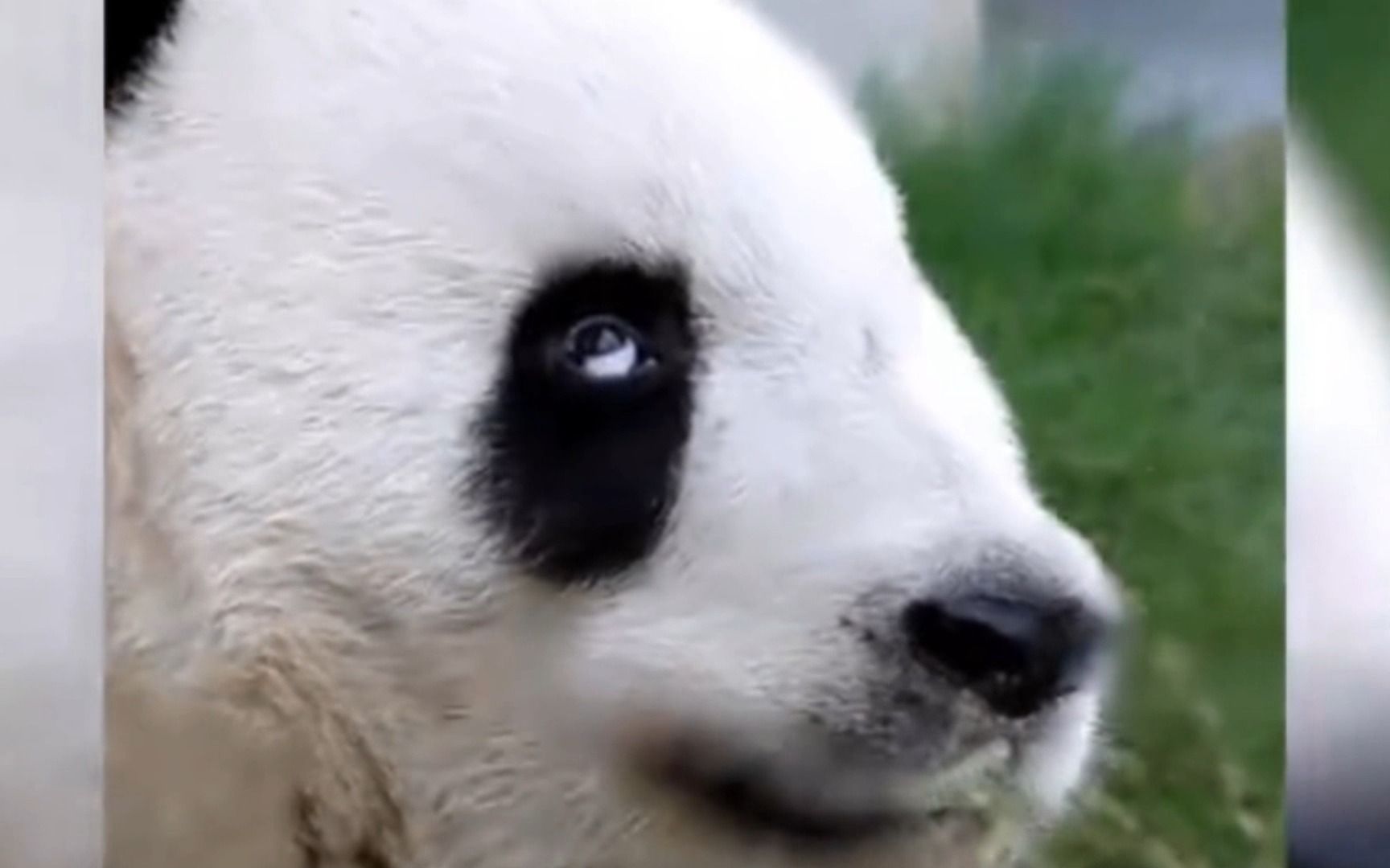翻白眼熊猫头表情包图片
