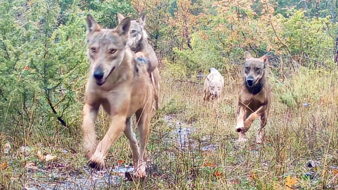 一群野生意大利狼跑过镜头