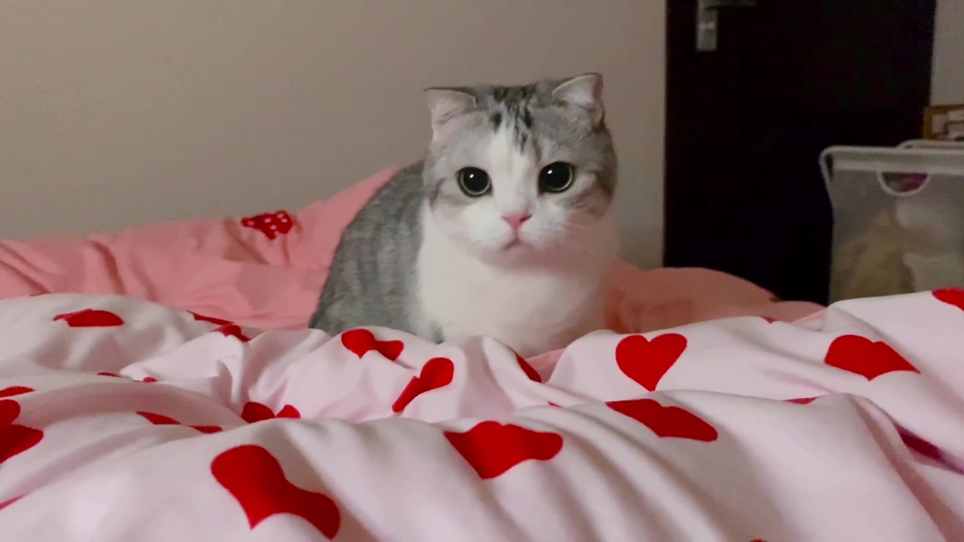 铲屎官睡前和猫咪玩躲猫猫游戏,点击就看泡芙和小蝴蝶的爱恨情仇