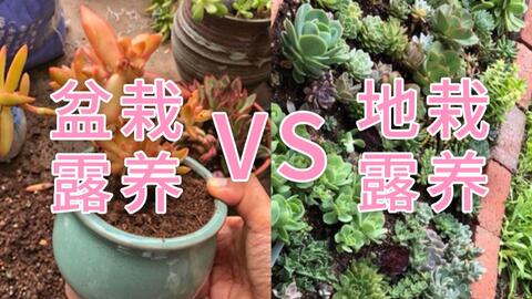 春雨贵如油 连下两天中雨 多肉喝饱水后是怎样的一个状况 哔哩哔哩 Bilibili