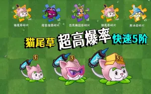 Download Video: 植物大战僵尸：猫尾草如何快速升5阶，爆率实在太高啦