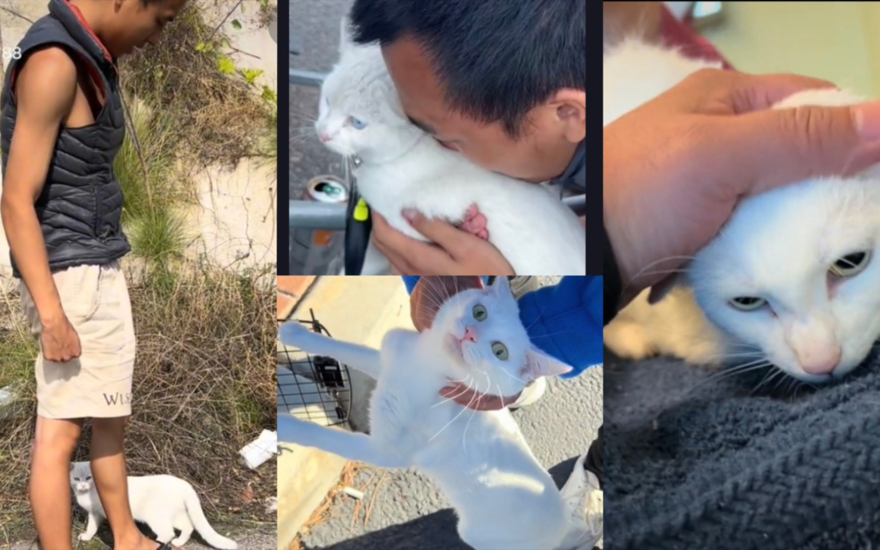 《金牌讲师2徒步美国》】讲师的小猫咪小肥猫小皮皮小调皮猫巾妈妈