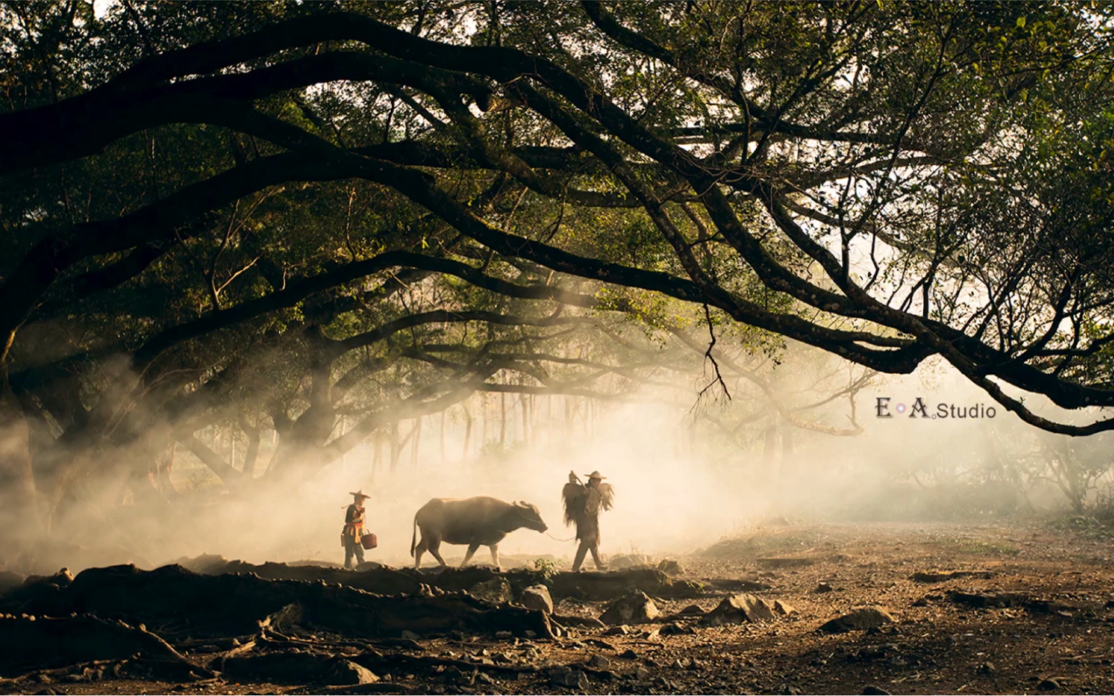 霞浦杨家溪,经典的放牛场景,当一个画面成为经典,便会日复一日地演绎