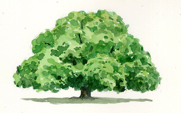 插画老师教你画茂密的榕树之如何利用素材画出自己主观处理的画面