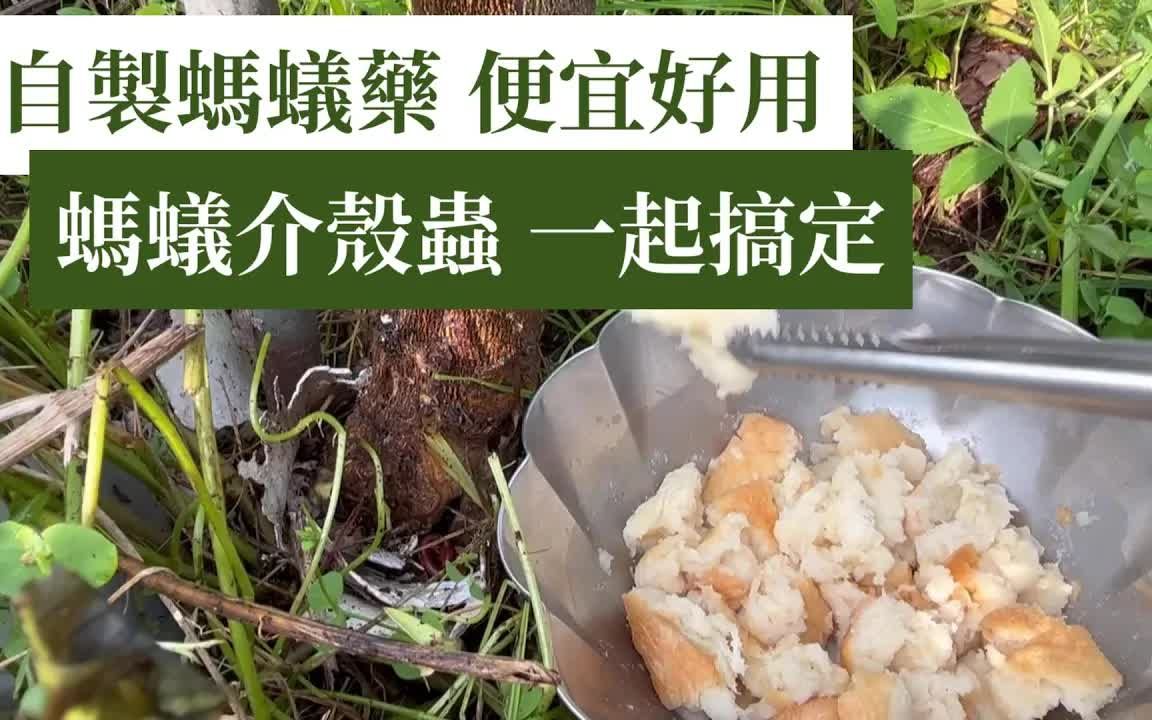 【阿星种植】自制硼酸(硼砂)蚂蚁药,无毒防治,蚂蚁整窝都消灭哔哩哔哩bilibili