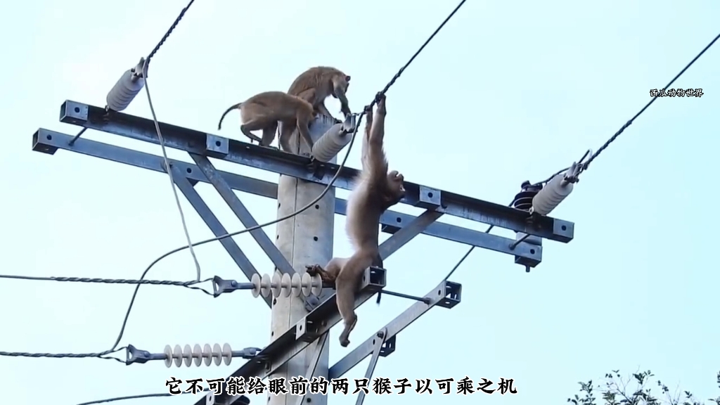 电工猴子修电路触电了