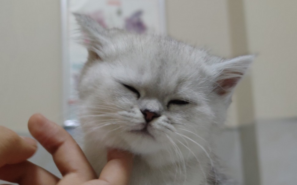 【乱の谈的喵】好久不发视频,那就给你们康康猫⑧