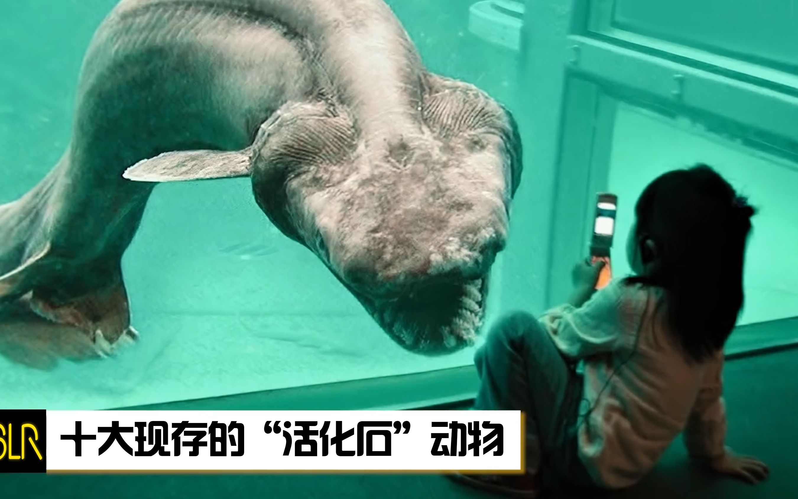 中国十大活化石动物图片