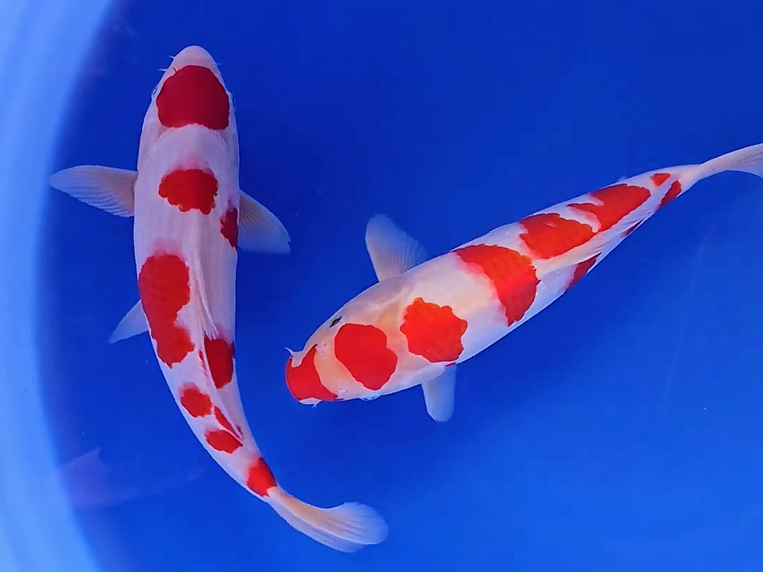 寅蔵口红丸天红白锦鲤,当岁三三加观赏鱼.