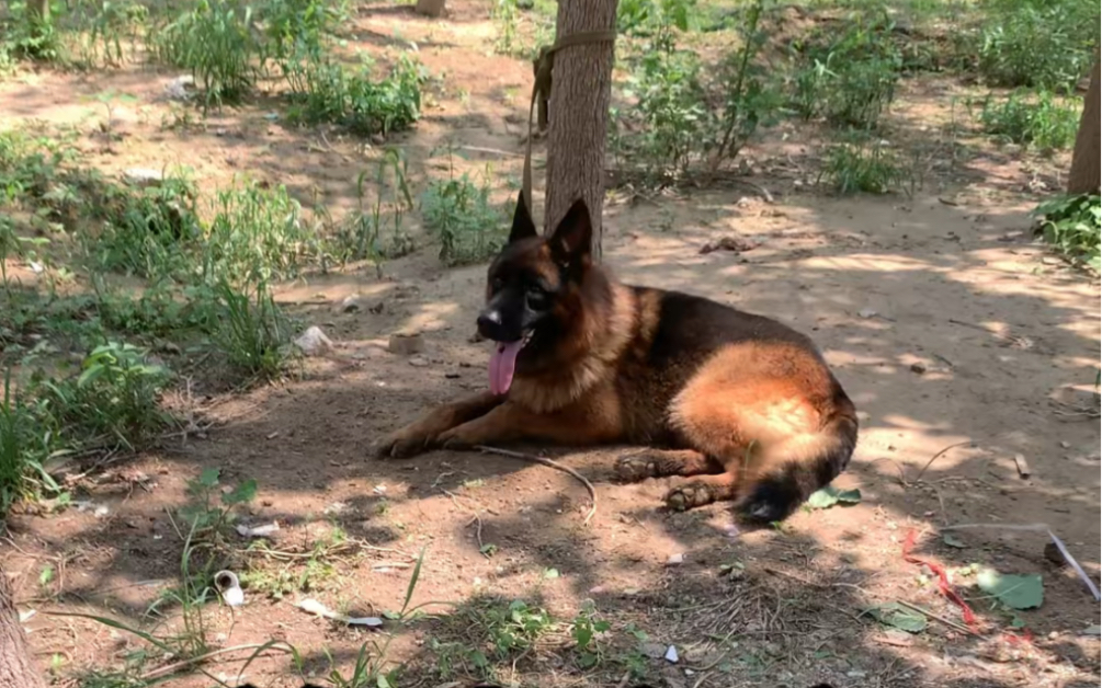 赛系德国牧羊犬,你们感觉怎么样?欢迎评论区留言