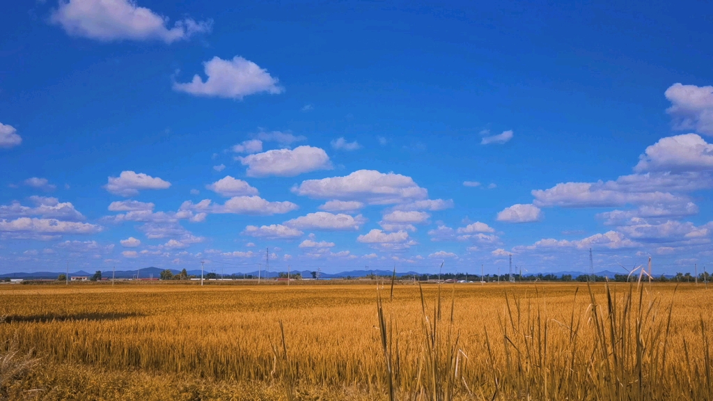蓝天白云,绿树成荫,风吹麦浪滚滚
